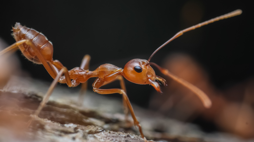 Asian Weaver Ant