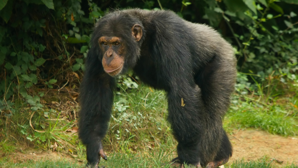 Chimpanzee 