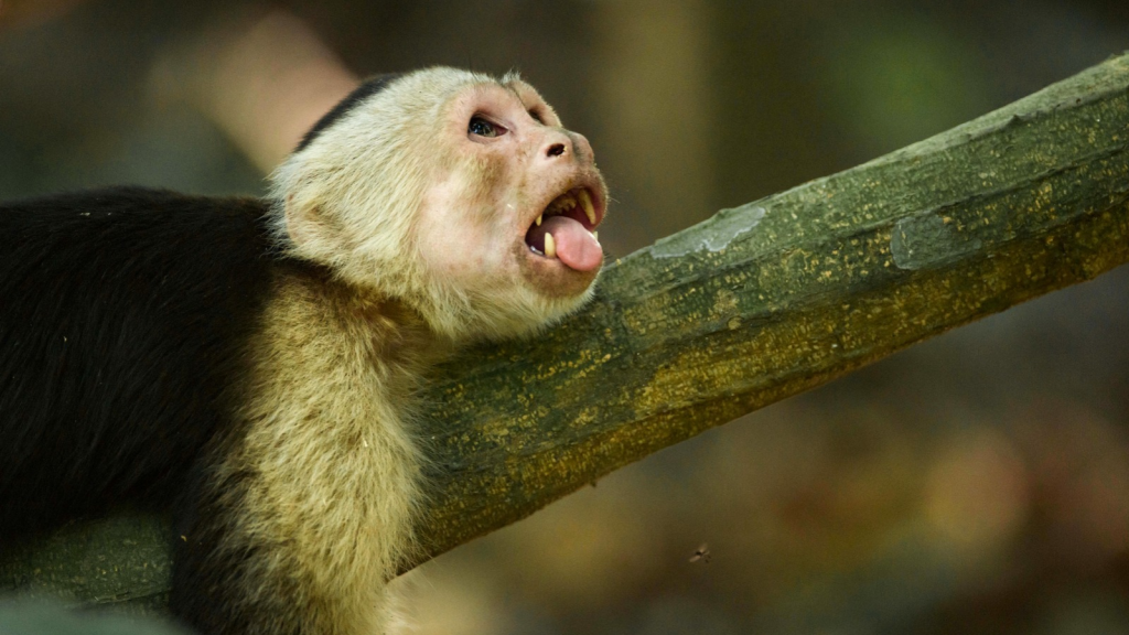 Capuchin Monkey | 14 Animals That Use Medicinal Plants