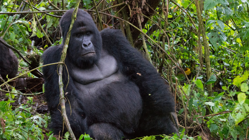 Mountain Gorilla