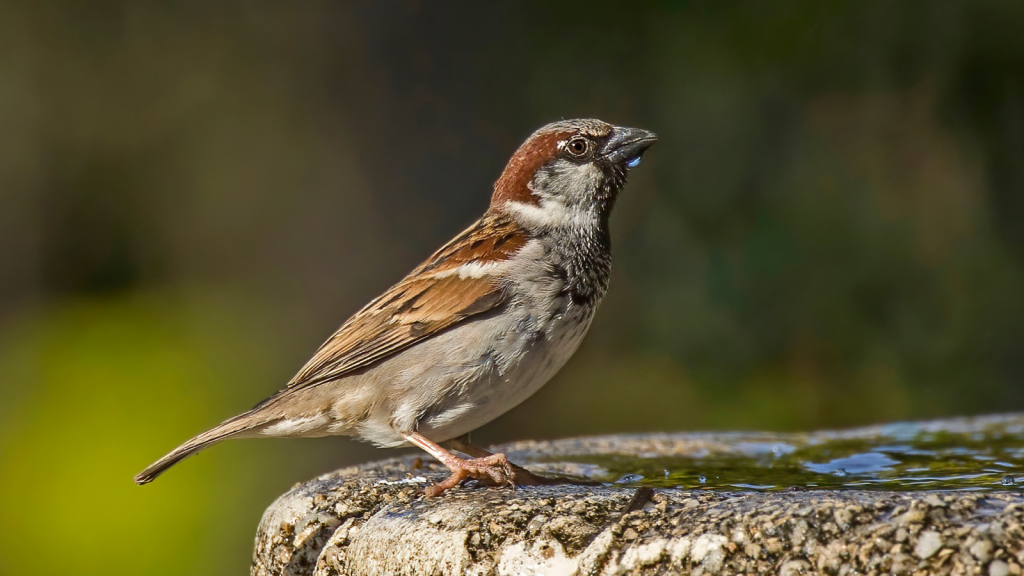 House Sparrow