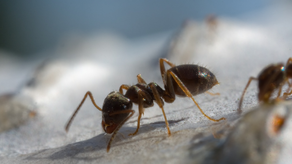 Wood Ant