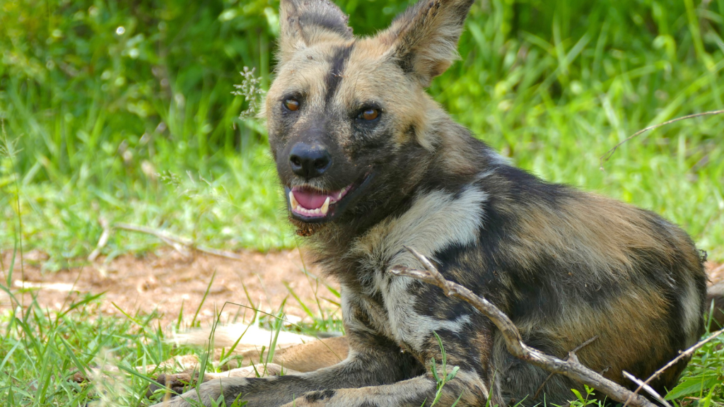 African Wild Dog