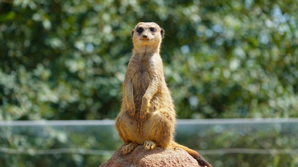 Meerkat 