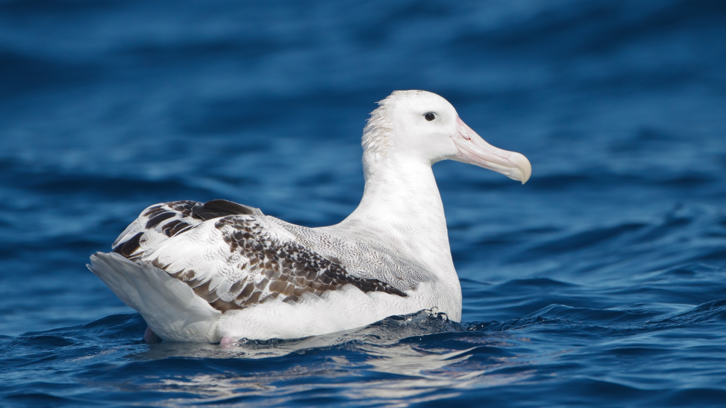 Wandering Albatross 