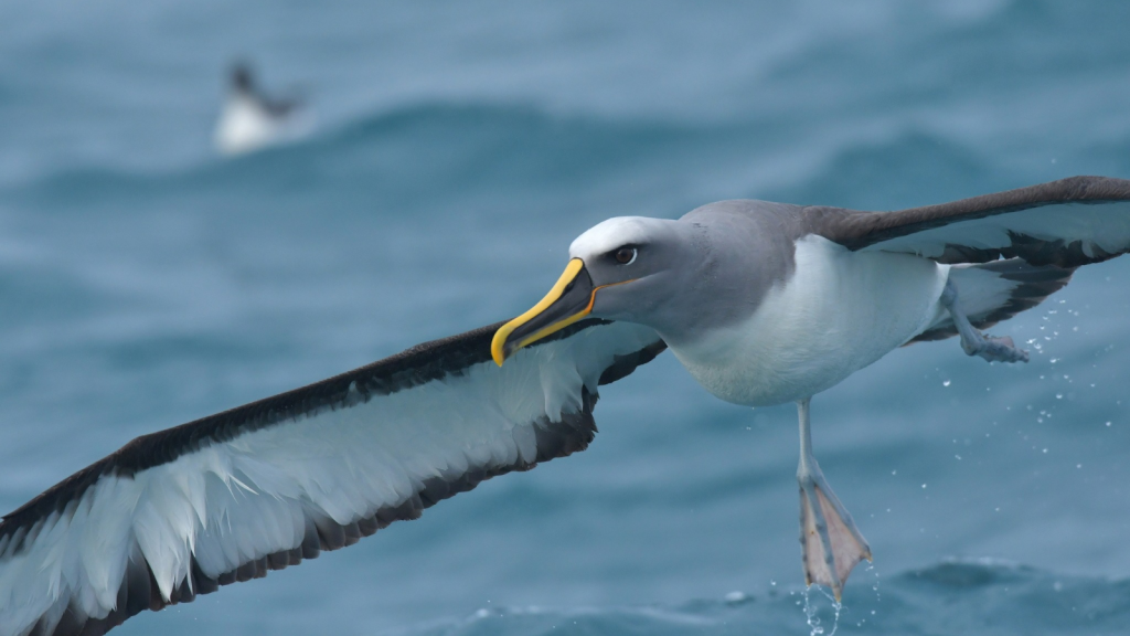 Albatross | 12 Animals With the Most Bizarre Sleeping Habits