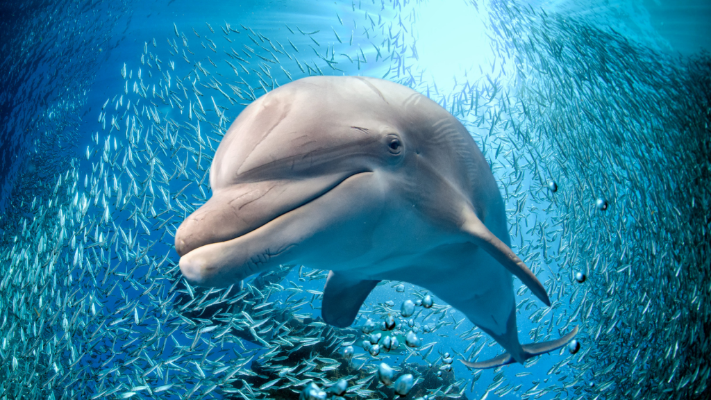 12 Astonishing Facts About the Social Lives of Dolphins