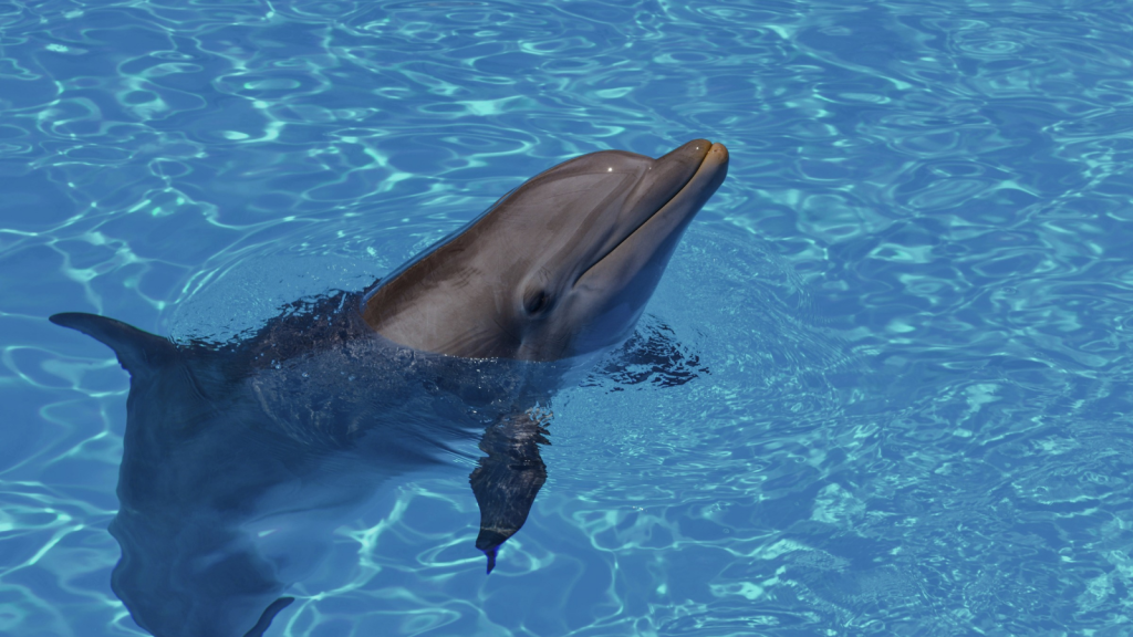 Dolphin