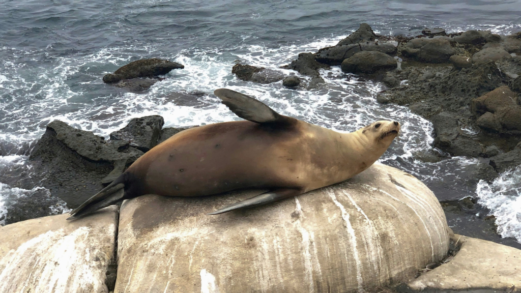 Sea Lion 