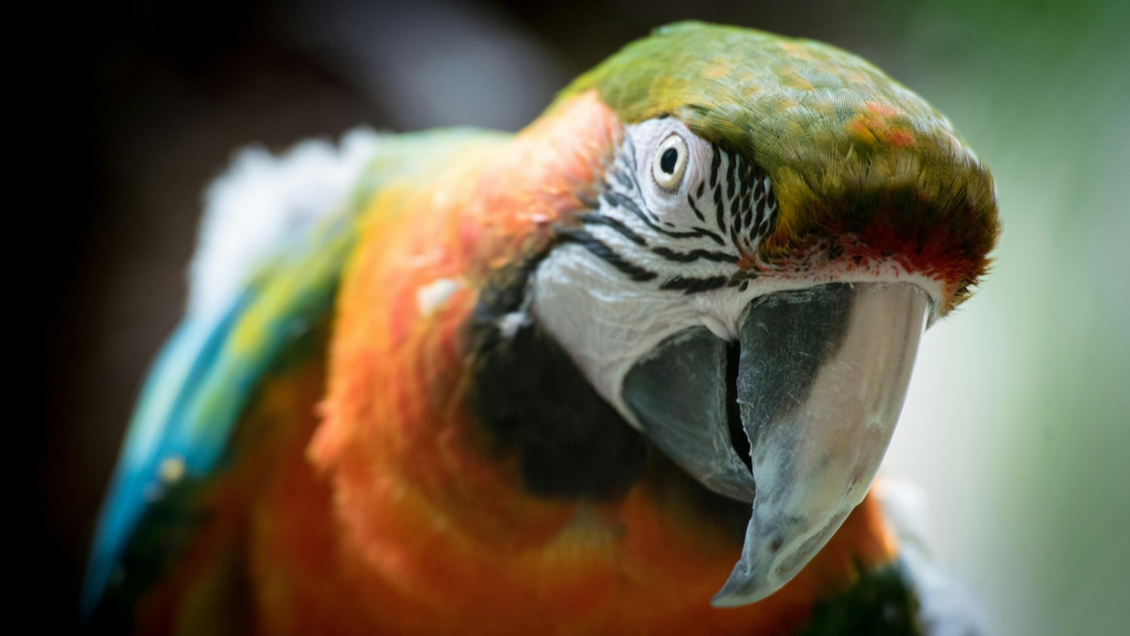 Parrot | 15 Animals With Extraordinary Problem-Solving Skills