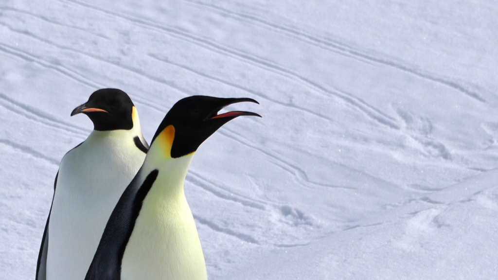 Emperor Penguin 