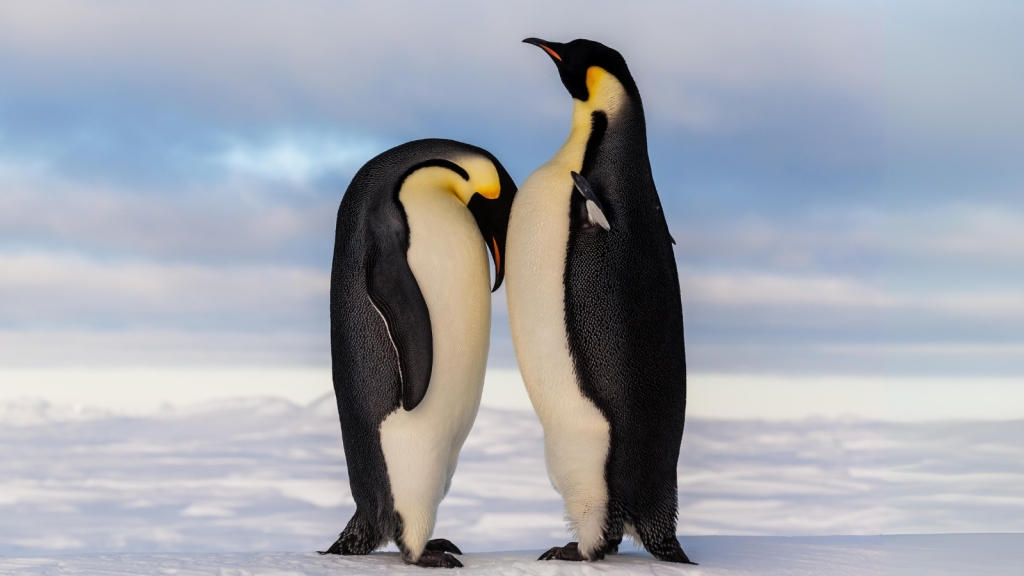 Emperor penguin