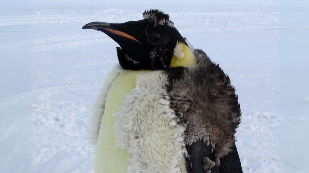 Emperor Penguin