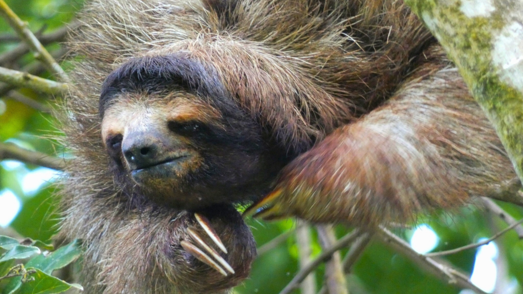 Sloth