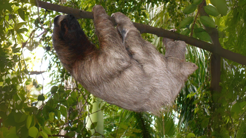 Sloth