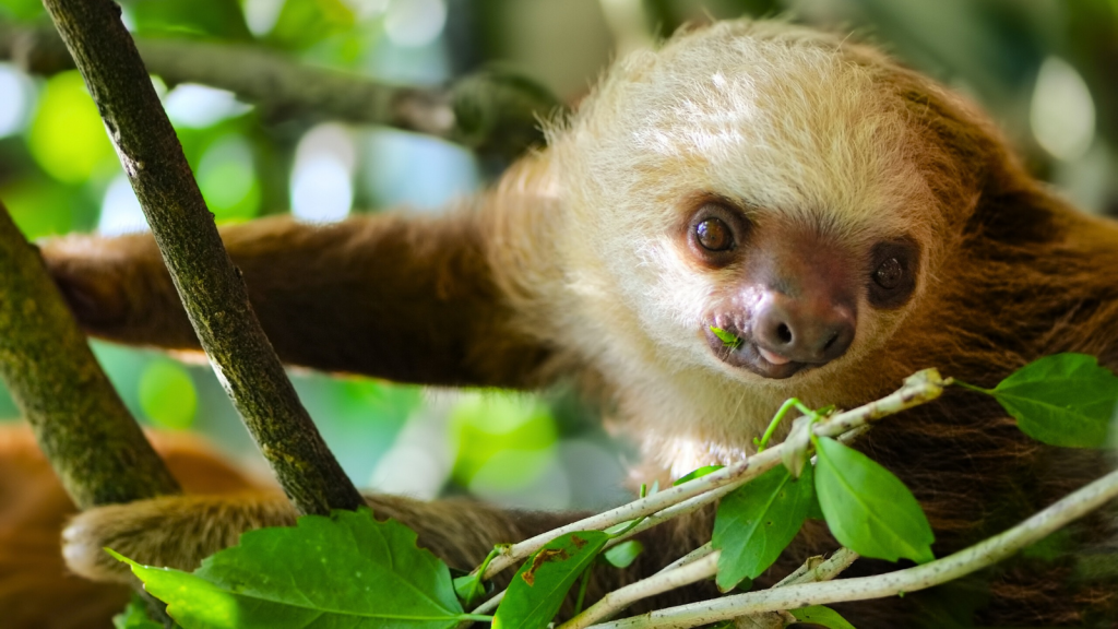 15 Facts about Sloths