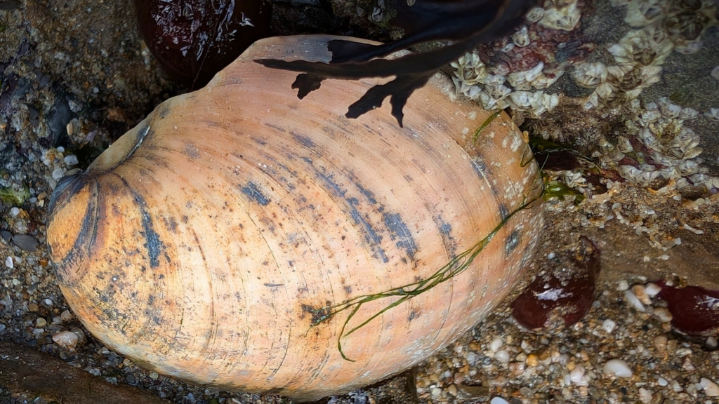 ocean quahog