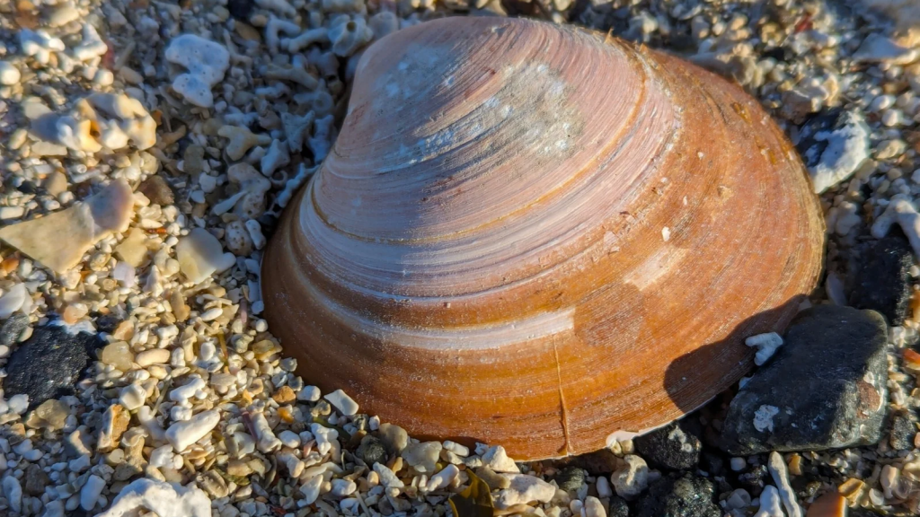 ocean quahog