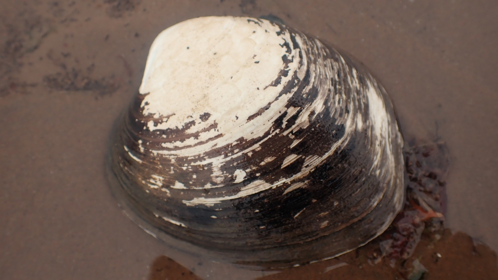 ocean quahog