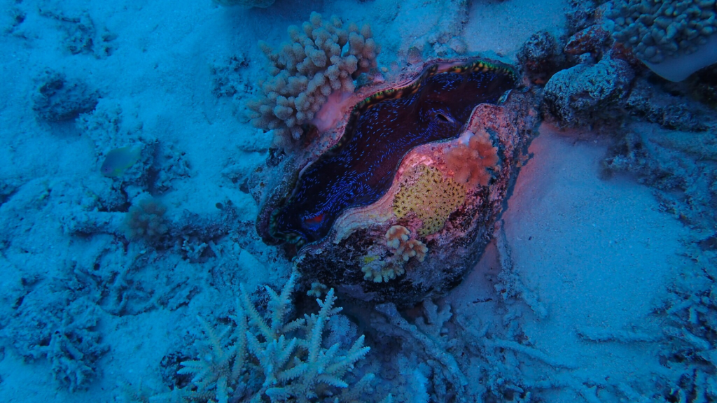 Gigas Giant Clam