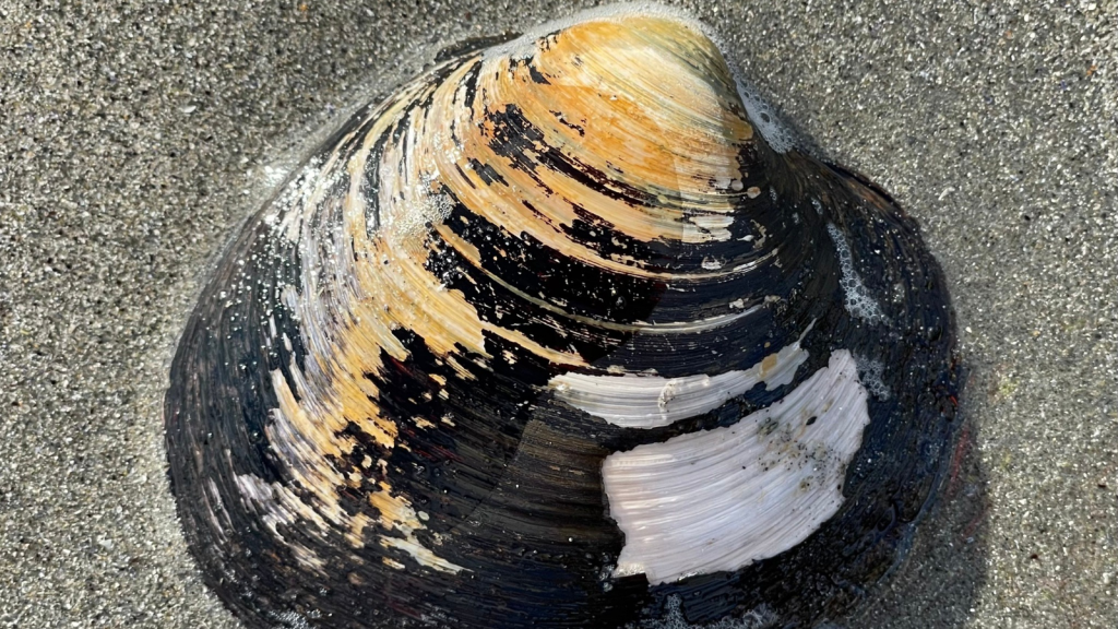 Ocean Quahog