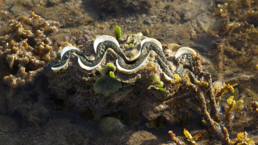 Noah's Giant Clam