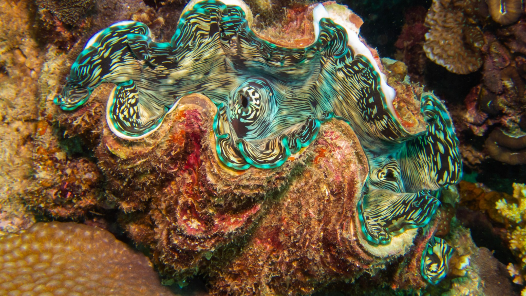 Fluted Giant Clam | 15 Facts about Clams