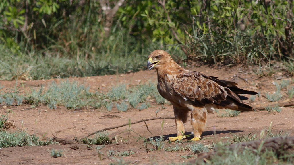 Tawny Eagle 