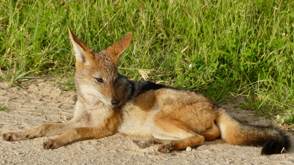 Black-Backed Jackal 