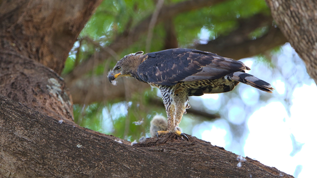 African Crowned Eagle