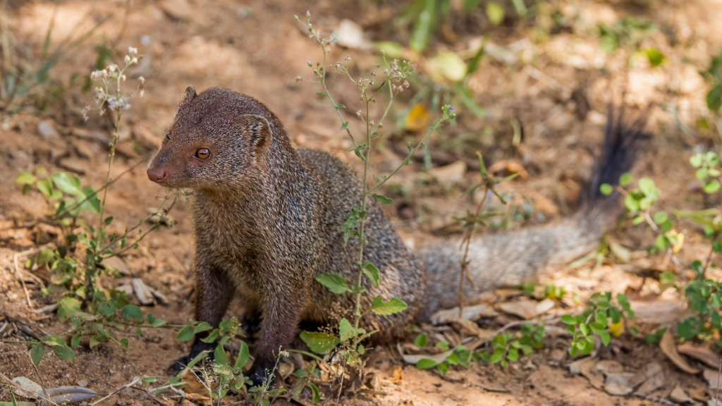 Mongoose