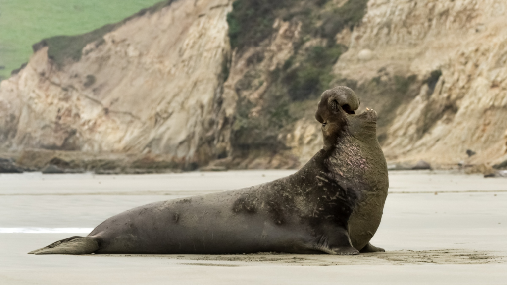 Elephant Seal