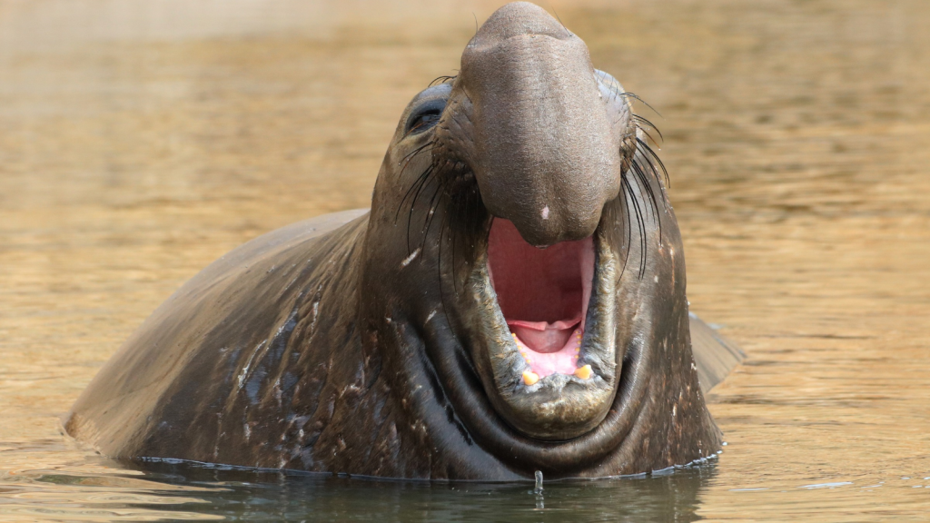 Elephant Seal | 15 Animals that Eat Seals