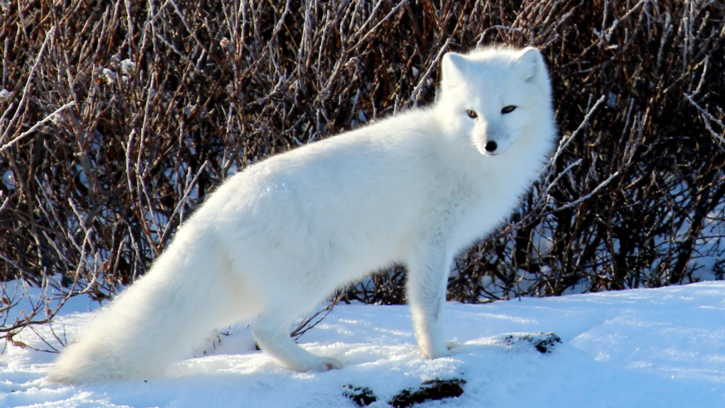 Artic Fox