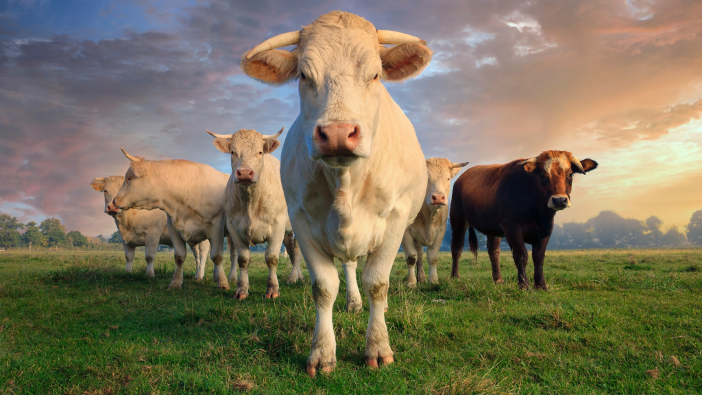 Cows | 15 Animals That Can Predict Natural Disasters