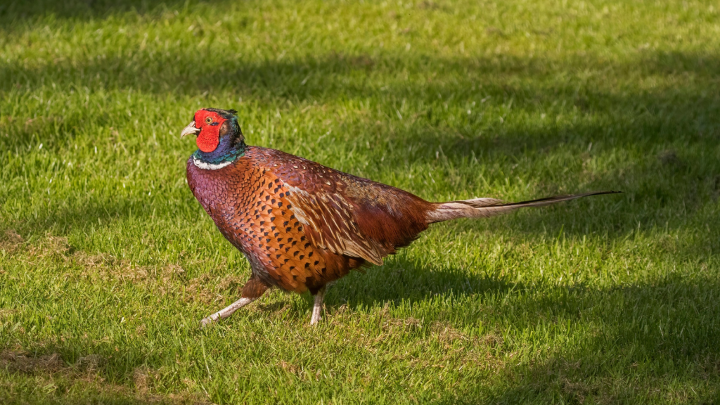 Common Pheasant