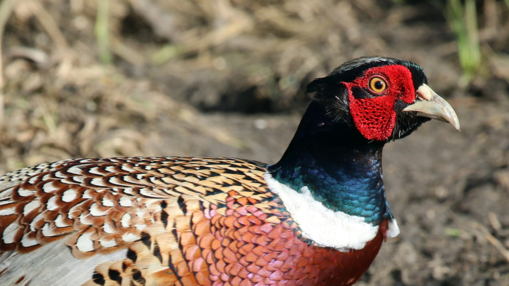 Common Pheasant