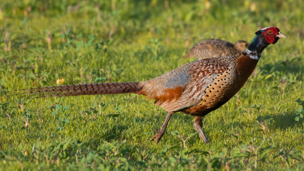 Common Pheasant