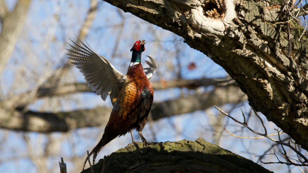 Common Pheasant 