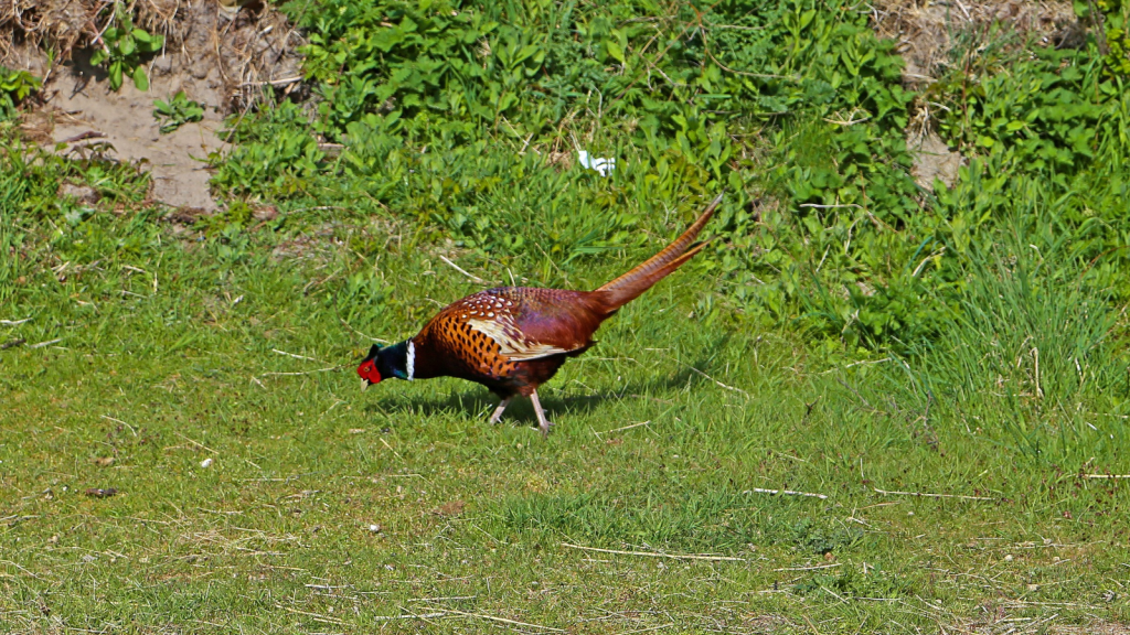 Common Pheasant