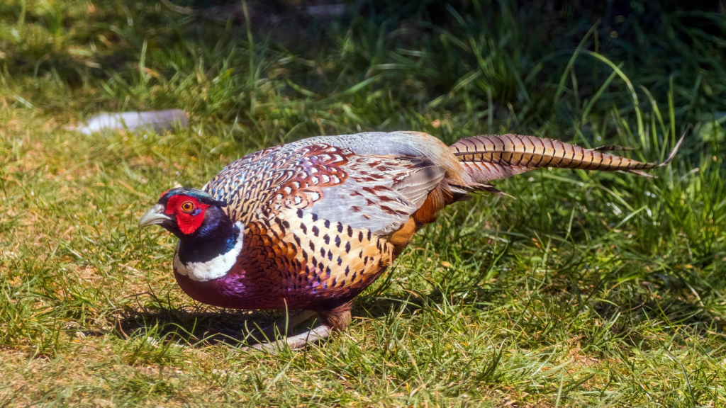 Common Pheasant