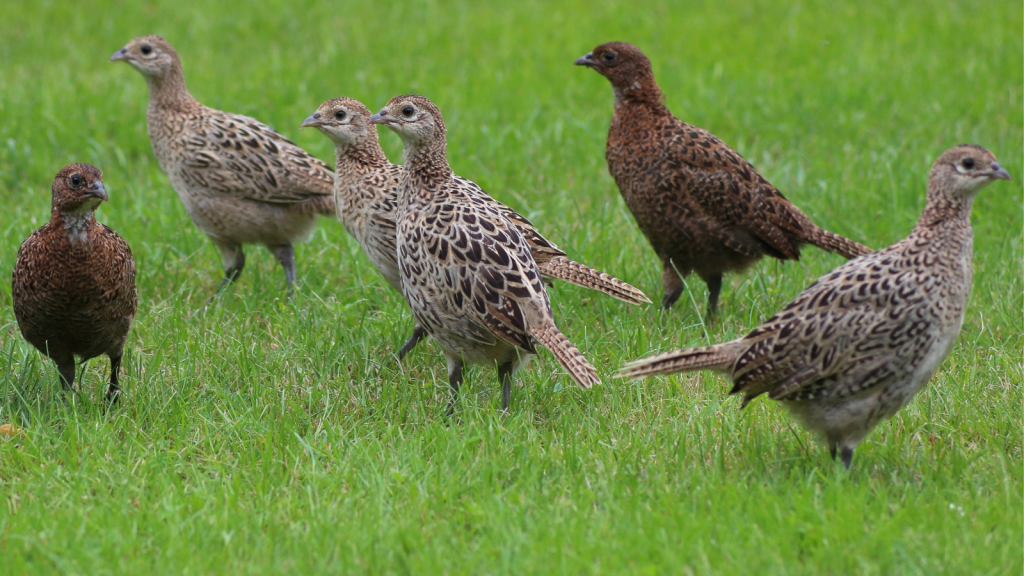 Common Pheasant