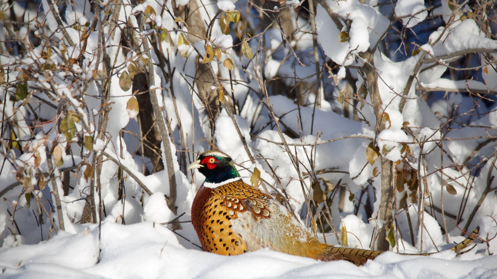 Common Pheasant