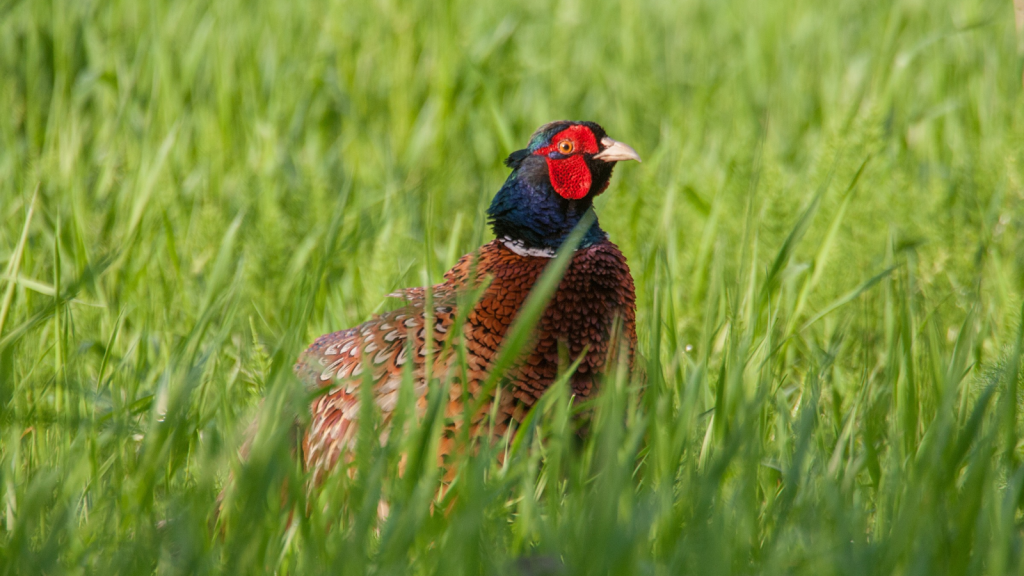 Common Pheasant