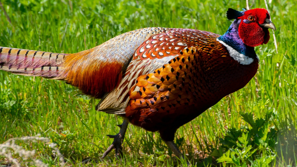 Common Pheasant