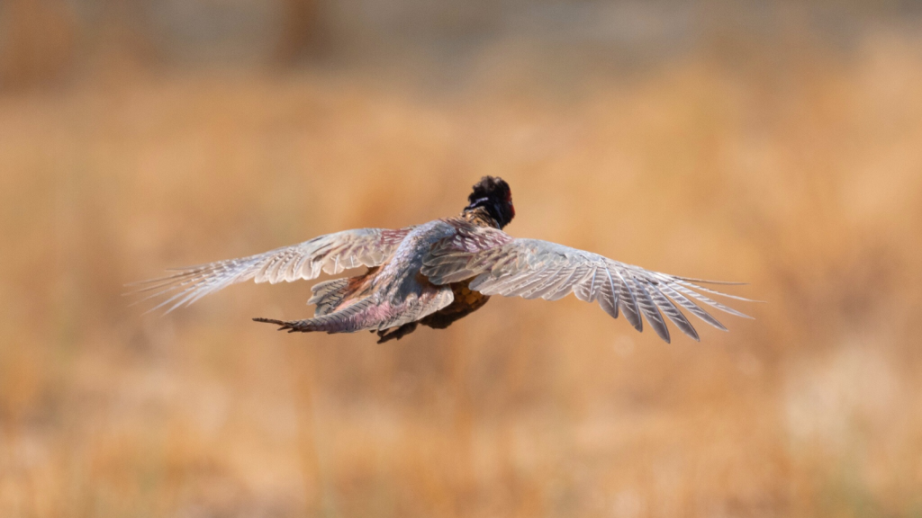 Common Pheasant