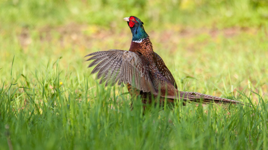 Common Pheasant 