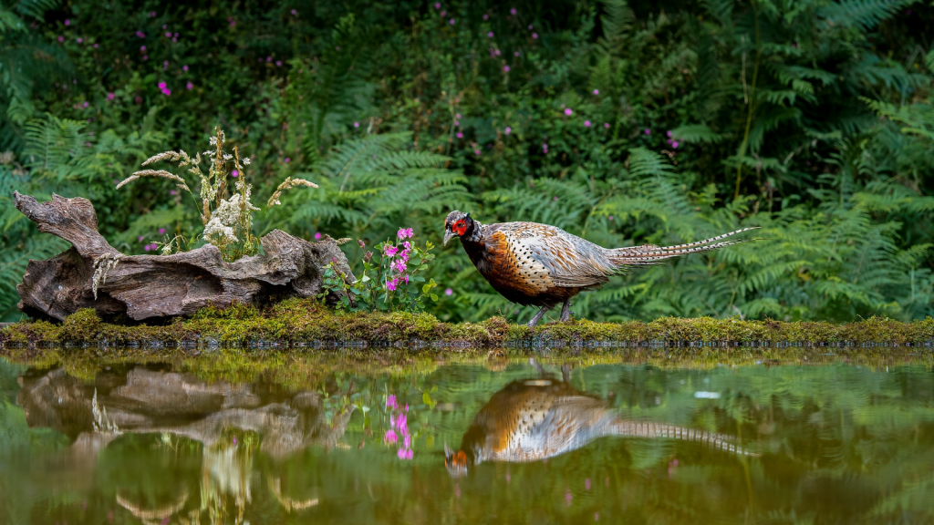 Common Pheasant 