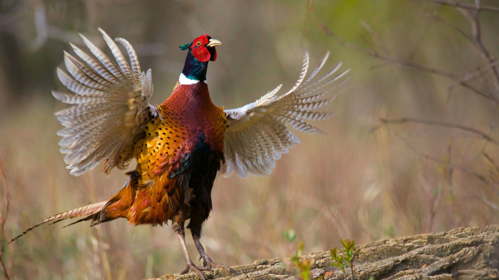 From Roman Times to Today The Fascinating Journey of British Pheasants