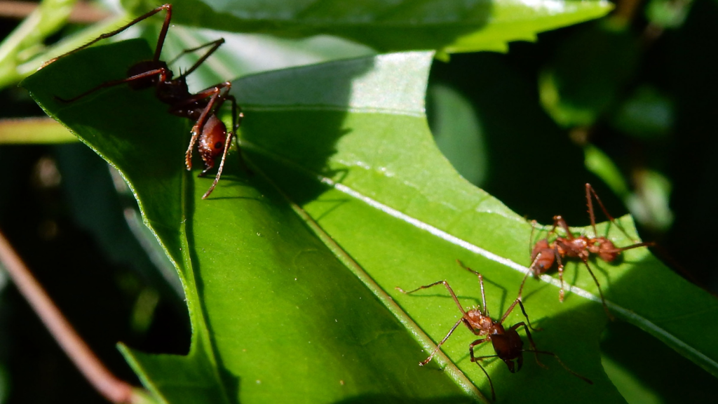 Leafcutter Ant